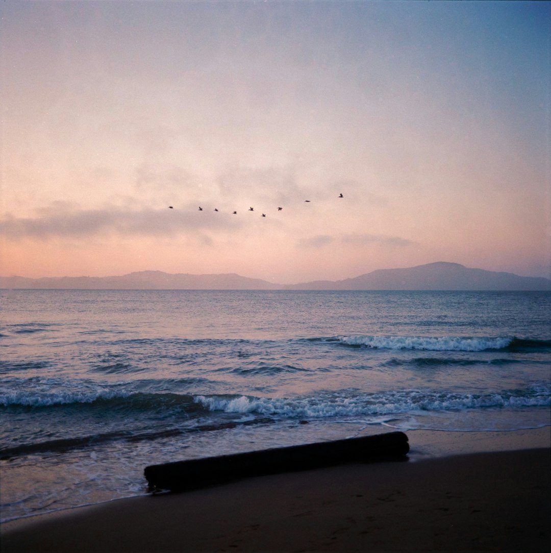 Birds fly over a tranquil ocean scene.